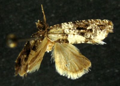 Gypsonoma distincta (Kuznetsov, 1971)