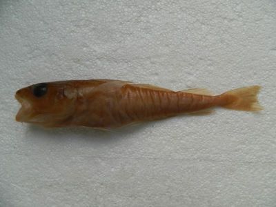 bacaliar; Odontogadus merlangus euxinus( Nordmann, 1840); Synonym new Merlangius merlangus ssp. euxinus (Nordmann, 1840)