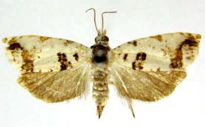 Steganoptycha nigromaculana var. ussuriana (Caradja, 1916)