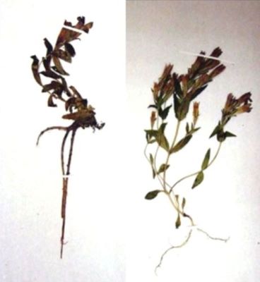 gențiană; Gentiana phlogifolia (Schott et Ky., 1851)