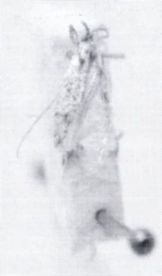 Obesoceras lattakianum (Petersen, 1968)