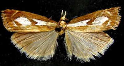 Catoptria mienshani (Bleszynski, 1965)