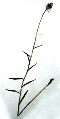 pușca dracului; Phyteuma tetramerum (Schur, 1859)