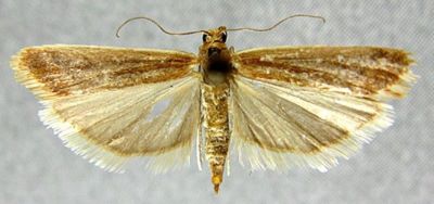 Ancylosis cinnamomella nigrorubella (Roesler, 1970)