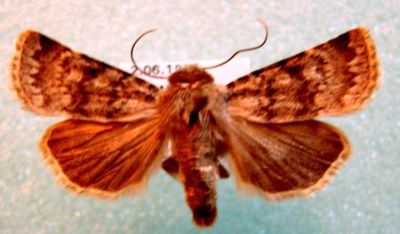 fluture; Chersotis laeta macini (Rakosy, Stasngelmaier & Wieser, 1996)