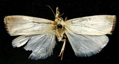 Crambus flavoflabellus (Caradja, 1925)