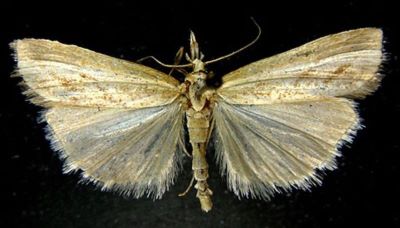 Crambus inquinatellus var. nevadensis (Caradja, 1916)
