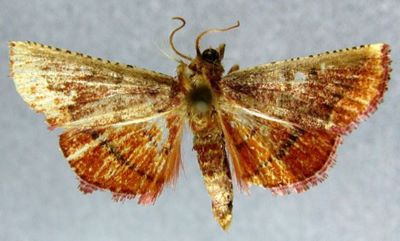 Herculia hoenei (Caradja, 1932)