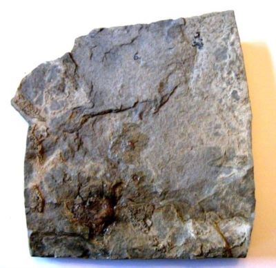 amonit; Crioceratites emerici (Leville, 1837)