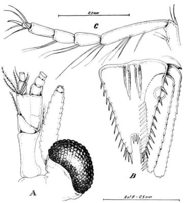 Heteromysis lybiana (Băcescu, 1976)