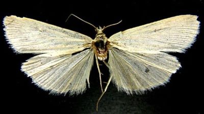 Cholius juldusellus (Caradja, 1916)