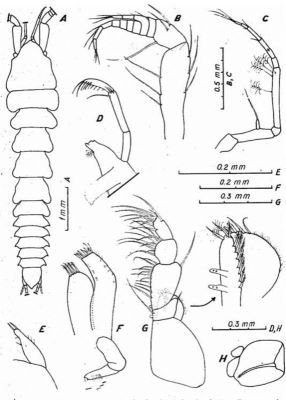pseudosphyrapus larisae