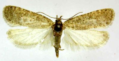 Depressaria nebulosella (Caradja, 1920)