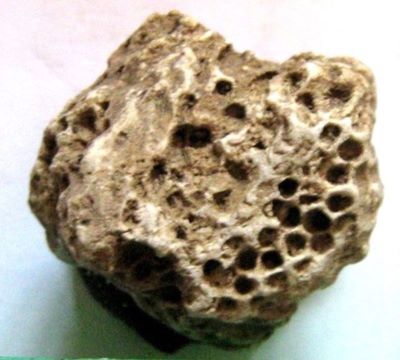 coral; Plesiastraea desmoulinsi (Edward & Heine, 1851)