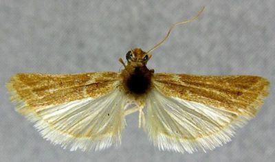 Staudingeria combustella var. lutella (Chrétien, 1910)