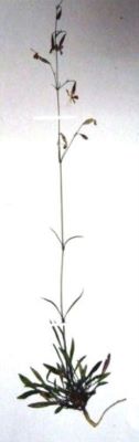 milițea; Silene nutans L. ssp. dubia (Herb., 1859)