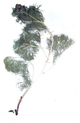 bujor de stepă; Paleonia tenuifolia (Linnaeus; 1753)