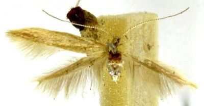Coleophora leucophaeella (Caradja, 1920)