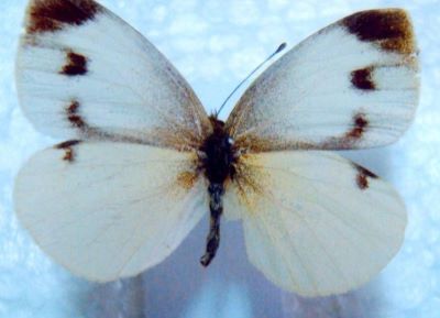 Pieris mannii (Mayer, 1851), ssp. Rosii (Stefanellii, 1901)