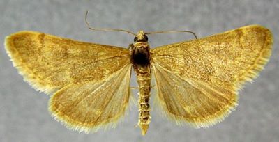 Pyrausta zeitunalis (Caradja, 1916)
