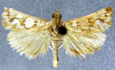 Constantia argentalis var. biscraensis (Caradja, 1916)