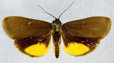 Pyrausta splendida (Caradja, 1938)