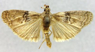 Salebria adelphella var. barteli (Caradja, 1910)