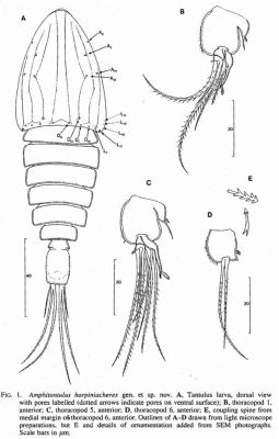 Amphitantulus harpiniacheres (Boxshall and Vader, 1993)