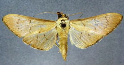 Sylepta violaceotincta (Caradja, 1939)