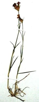garofiță; Dianthus tenuifolius (Schur, 1859)