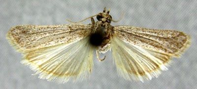 Staudingeria holophaeella var. obscurior (Caradja, 1910)