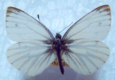 Pieris napi (Linnaeus, 1758), ssp. meridionalis (Heyne, 1895)