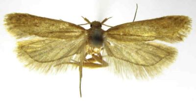 Brachmia impunctella (Caradja, 1920)