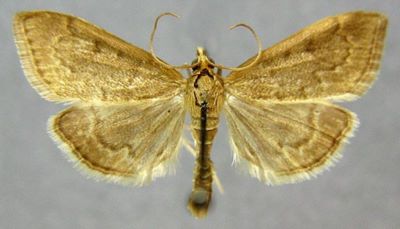 Pyrausta fuscalis var. sibirica (Caradja, 1916)