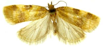 epagoge grotiana var. amasiana; Epagoge grotiana (Fabricius, 1781) var. amasiana (Caradja, 1916)