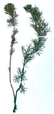 bujor de stepă; Paleonia tenuifolia (Linnaeus; 1753)
