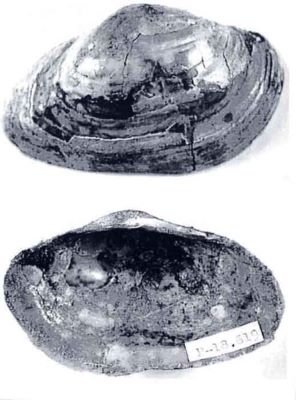 sinanodonata podarensis - holotip; Sinanodonata podarensis (Papaianopol, 1992)