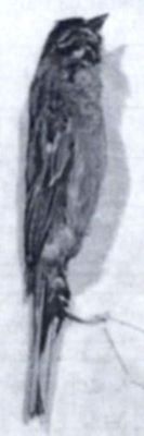 Emberiza cirlus cirlus (Linnaeus, 1766)