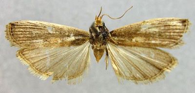 Salebria morosalopsidis (Roesler, 1975)