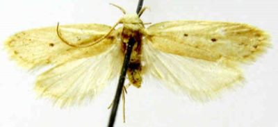Depressaria ussuriella (Caradja, 1920)