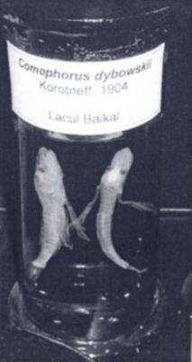 pește de Baikal; Comephorus dybowskii