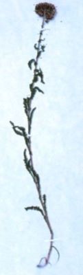 coada șoricelului; Achillea coarctata (Poiret.)