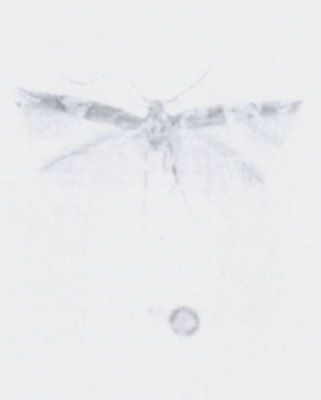Cosmopterix turbidella (Rebel, 1896)