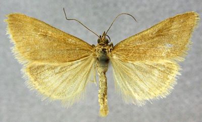 Pyrausta aerealis mauretanica (Rebel, 1906)