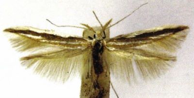 Cratopoda emarginata (Artigas, 1970)