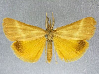 Cledeobia uxorialis var. nuptalis (Rebel, 1903)
