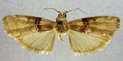 Cnephidia sinensis (Caradja, 1927)