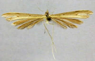 Stenoptilia caradjai (Gibeaux, 1995)
