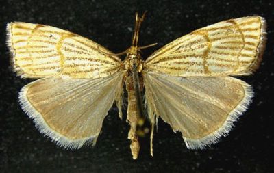 Crambus craterellus var. caspicus (Caradja, 1910)