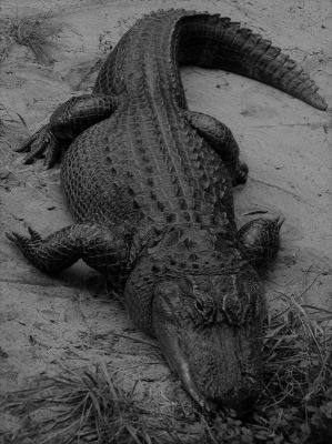 aligator american; Alligator mississippiensis